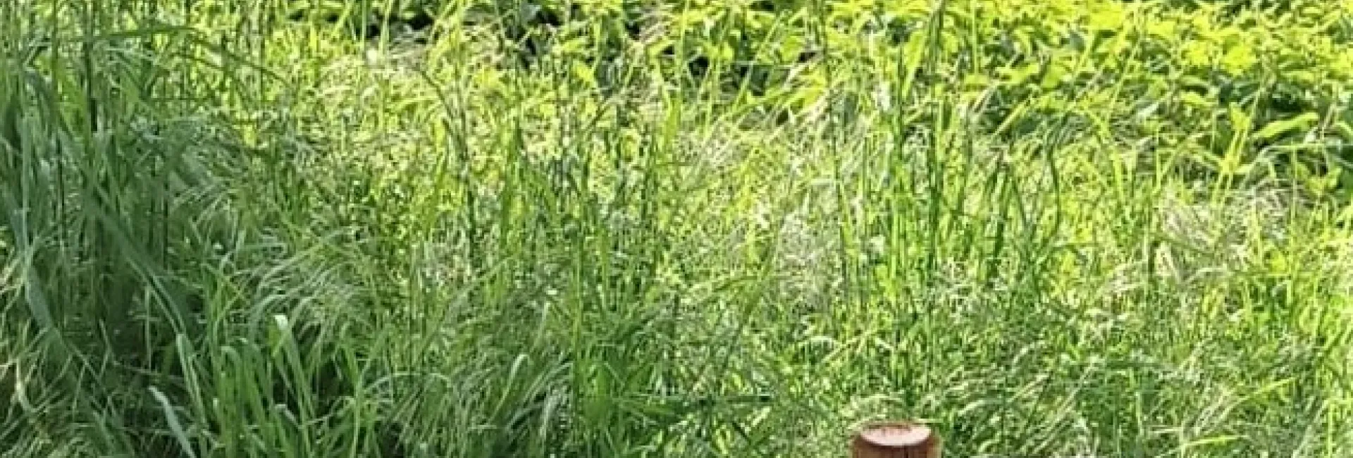 Artenvielfalt: Stadt Neuwied bereichert Speiseplan der Raupen