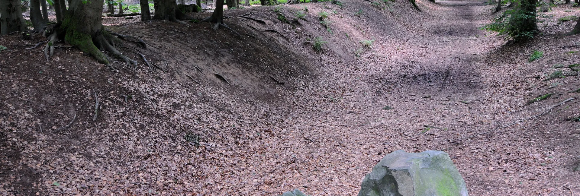 Den Wald vor der eigenen Haustür entdecken