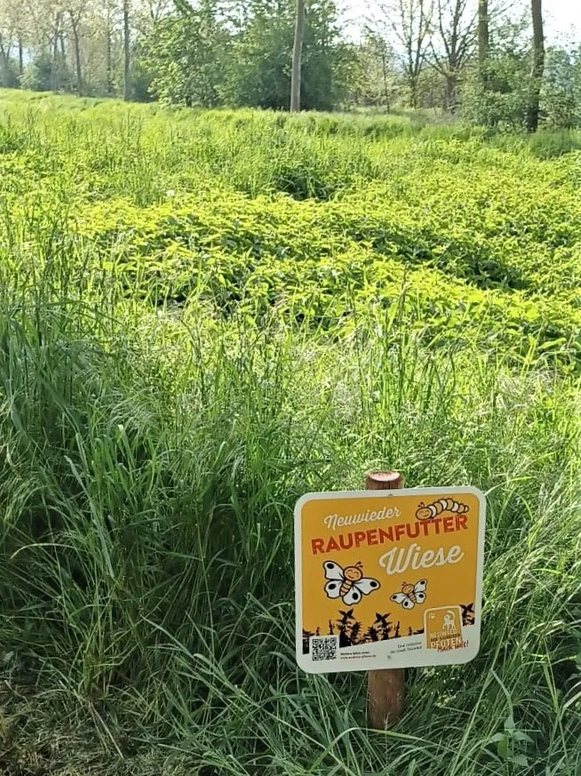 Artenvielfalt: Stadt Neuwied bereichert Speiseplan der Raupen