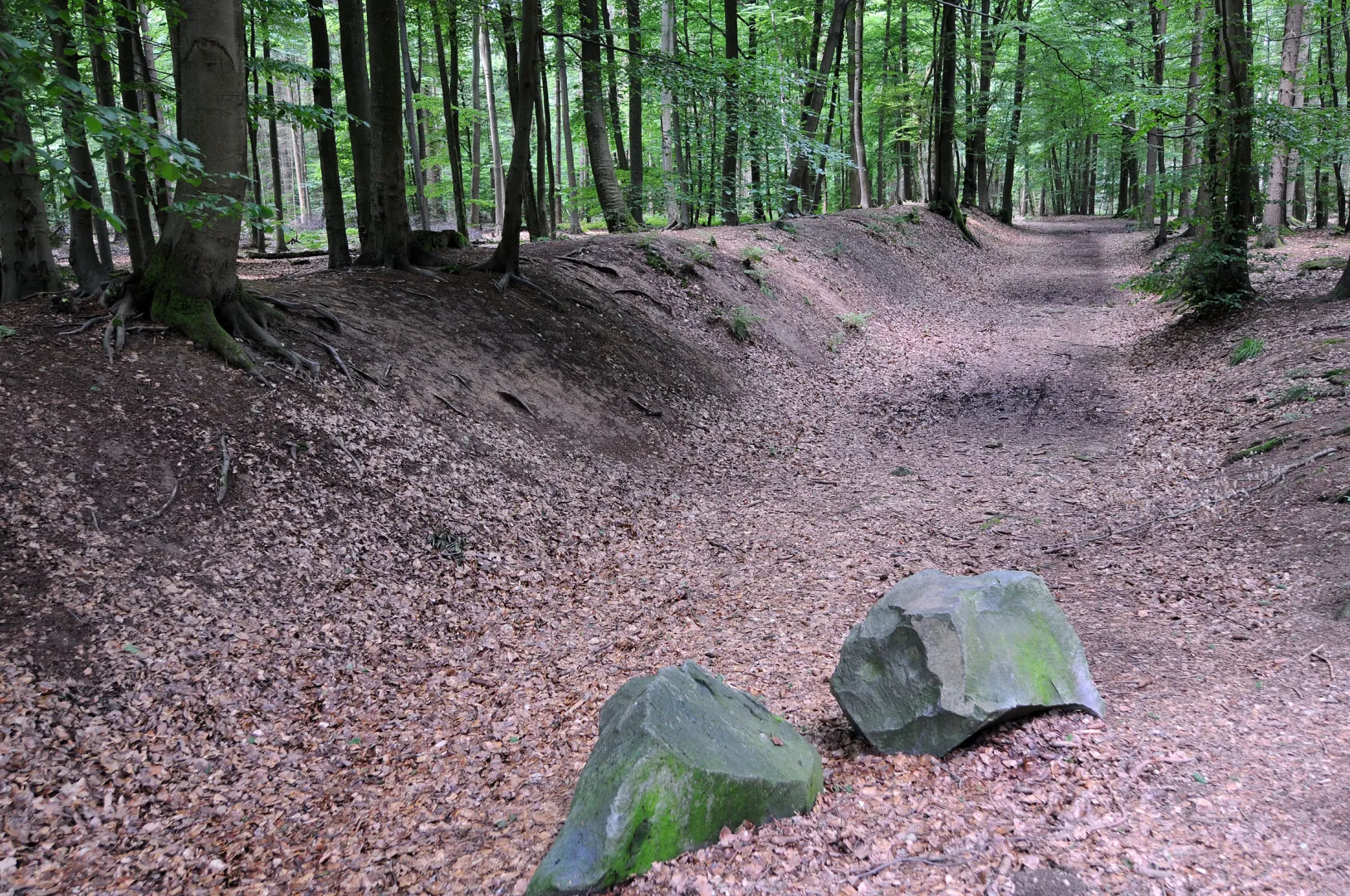 Kinderfreundliche Kommune: 20 Schulklassen lernen bei Wald-Jugendspielen am 16. Mai die heimische Natur kennen