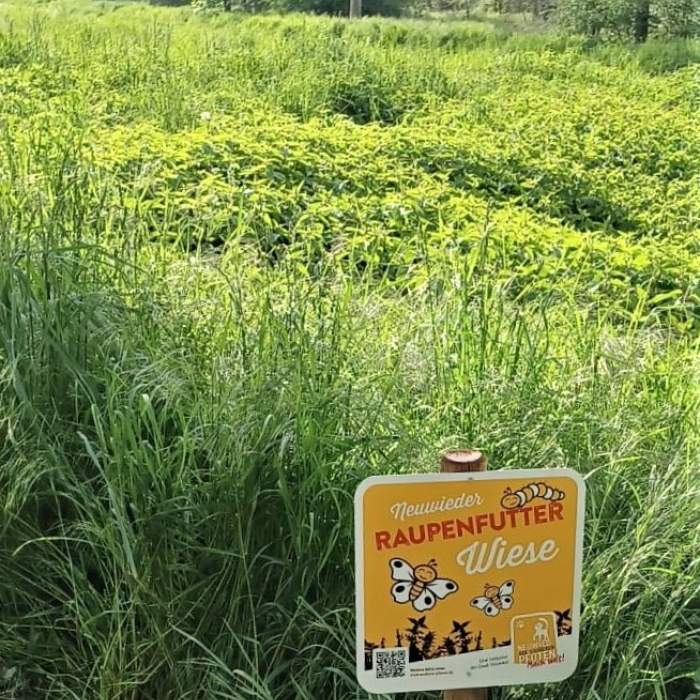 Artenvielfalt: Stadt Neuwied bereichert Speiseplan der Raupen