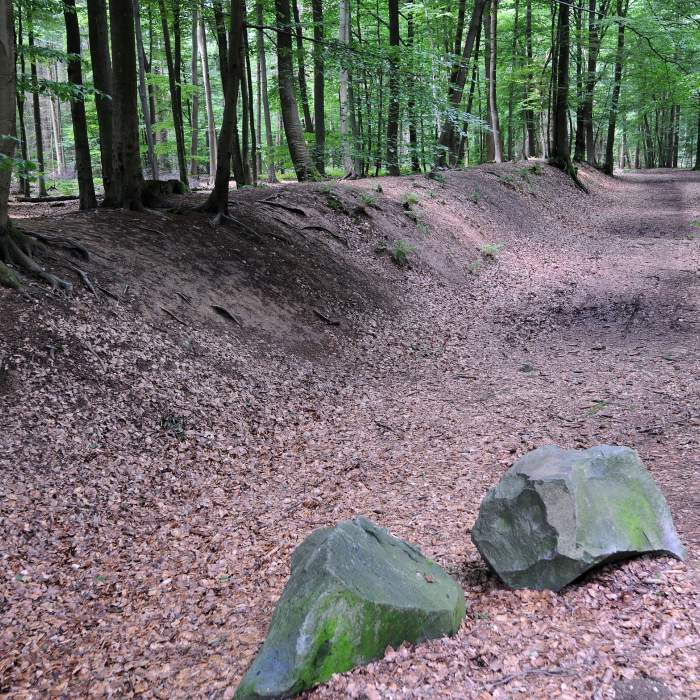 Kinderfreundliche Kommune: 20 Schulklassen lernen bei Wald-Jugendspielen am 16. Mai die heimische Natur kennen